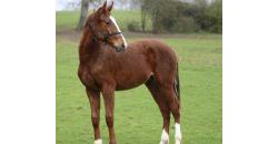 Image cheval OLIVER GLENN