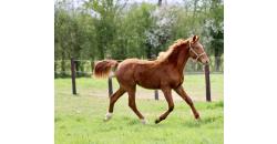Image cheval ONEK TILLAYE