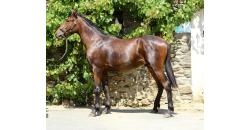 Image cheval ORION VET