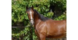 Image cheval OCEAN BAC
