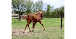 Image cheval OROKA CAPTAIN